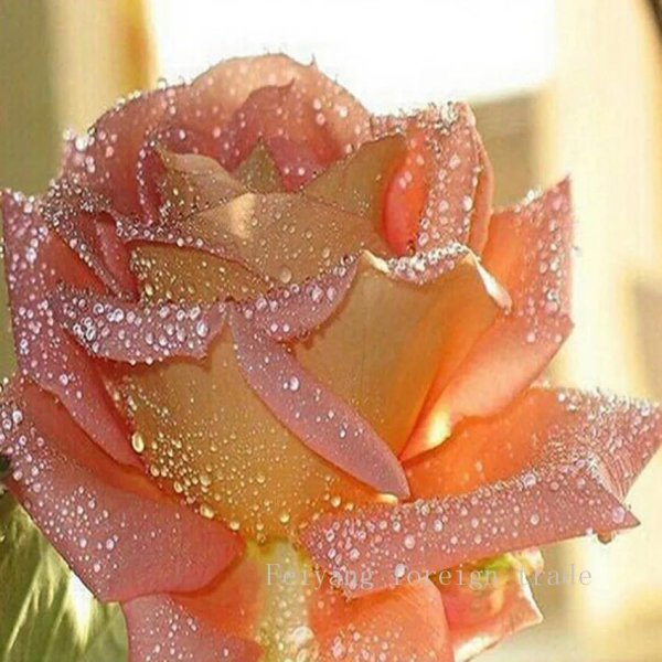 нежная роза