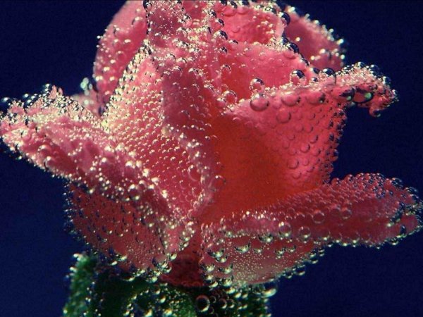 цветок в росе