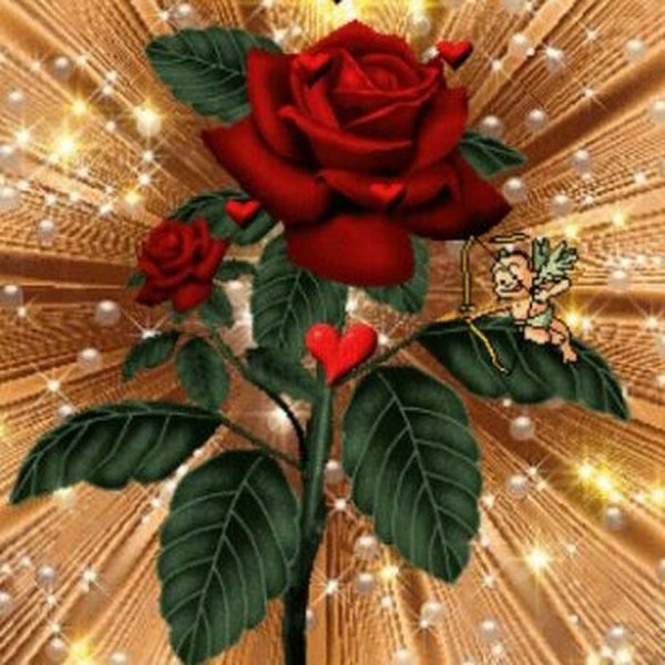 цветок роза