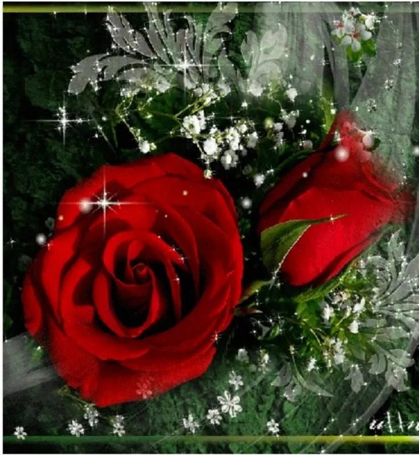 роза гулдору