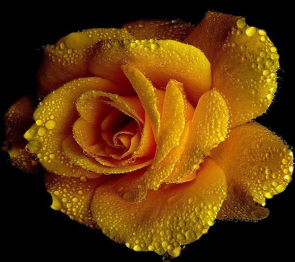 жëлтые цветы