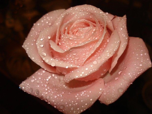 розовая роза