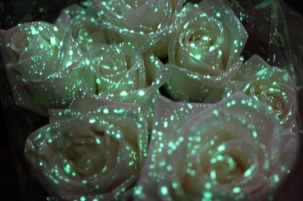 светящиеся букеты