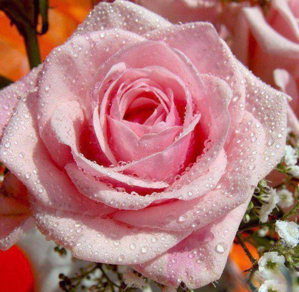 роза энканто