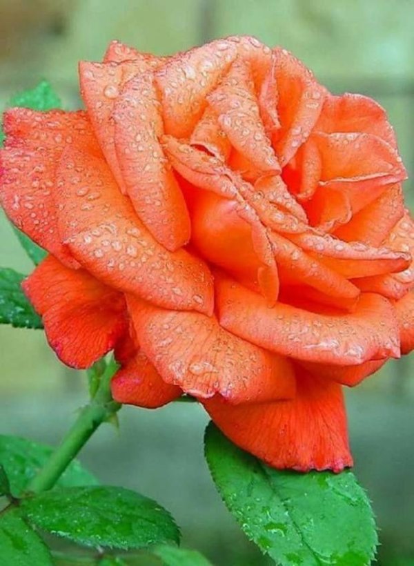 оранжевая роза
