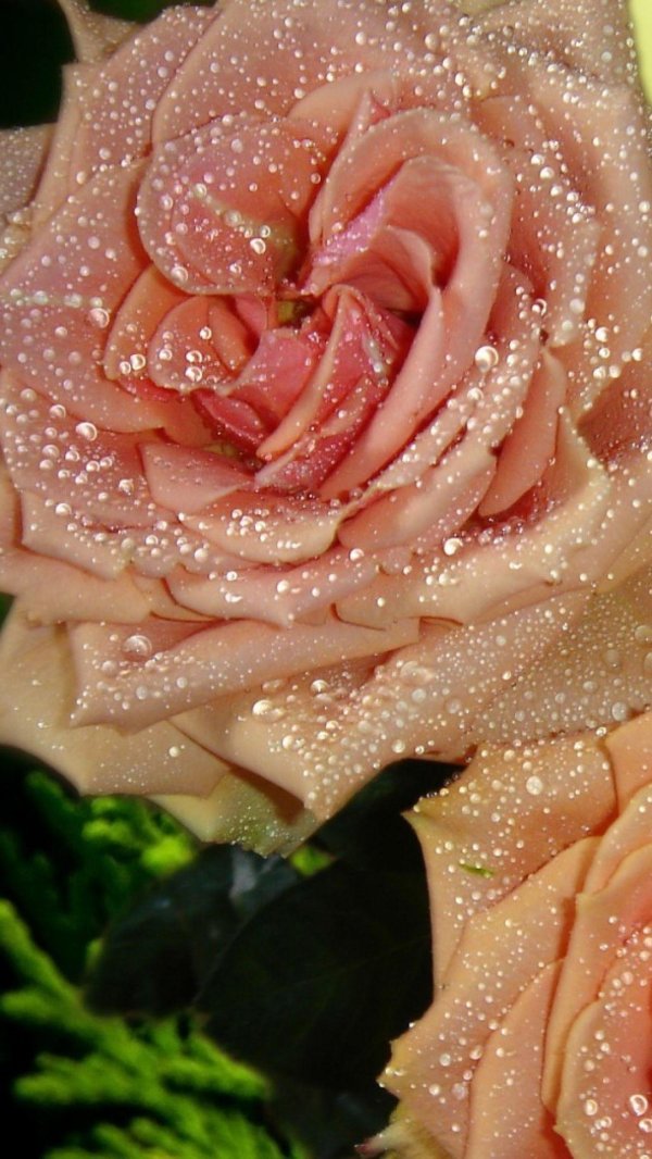 роза персиковая телетон