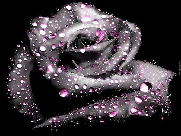 роза черная