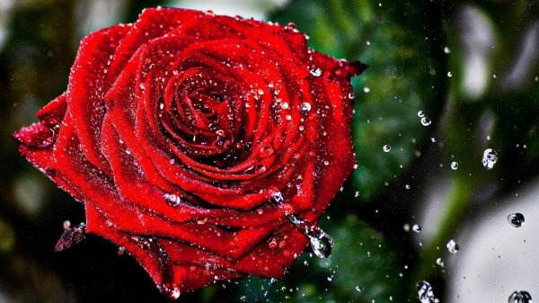 красная роза