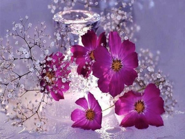 цветок космеи