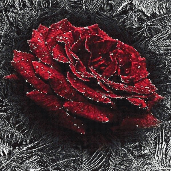 красная роза