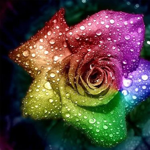 радужные цветы