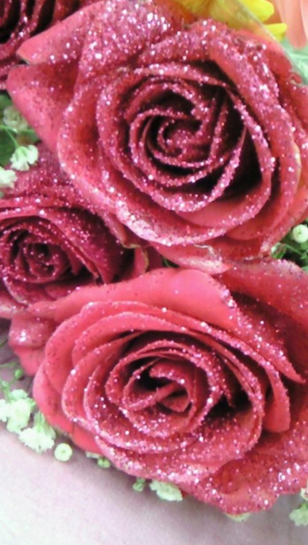 роза красивая