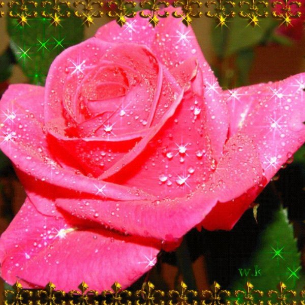 роза розовая