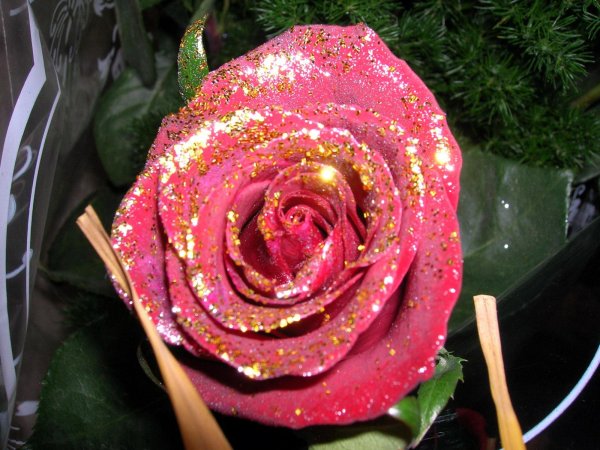 роза космик