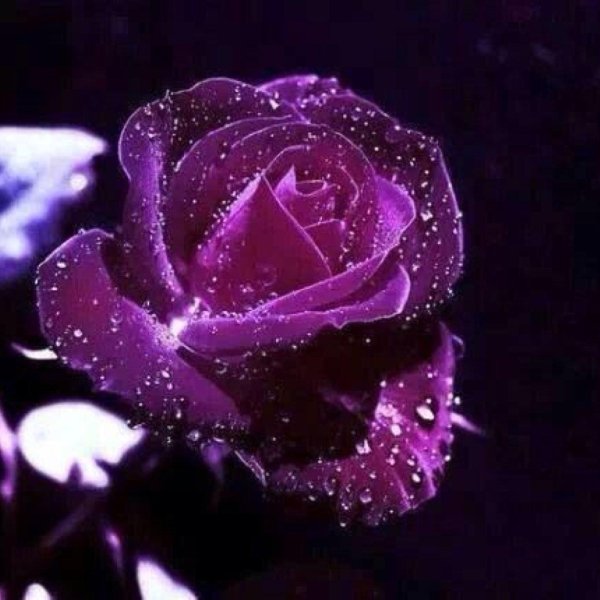 переливающиеся цветы