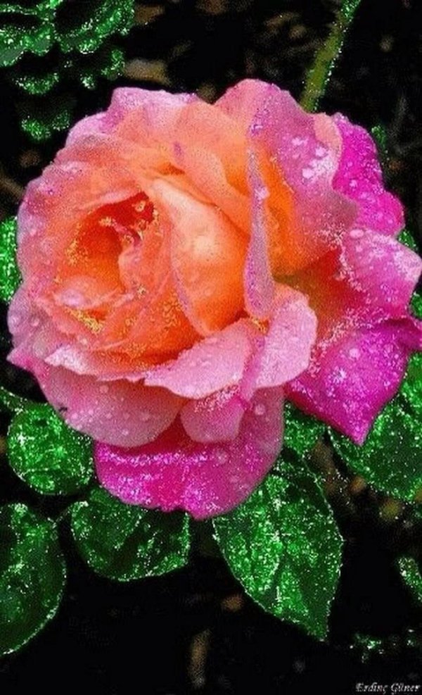 переливающиеся цветы