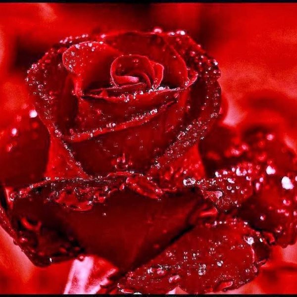 шикарные красные розы