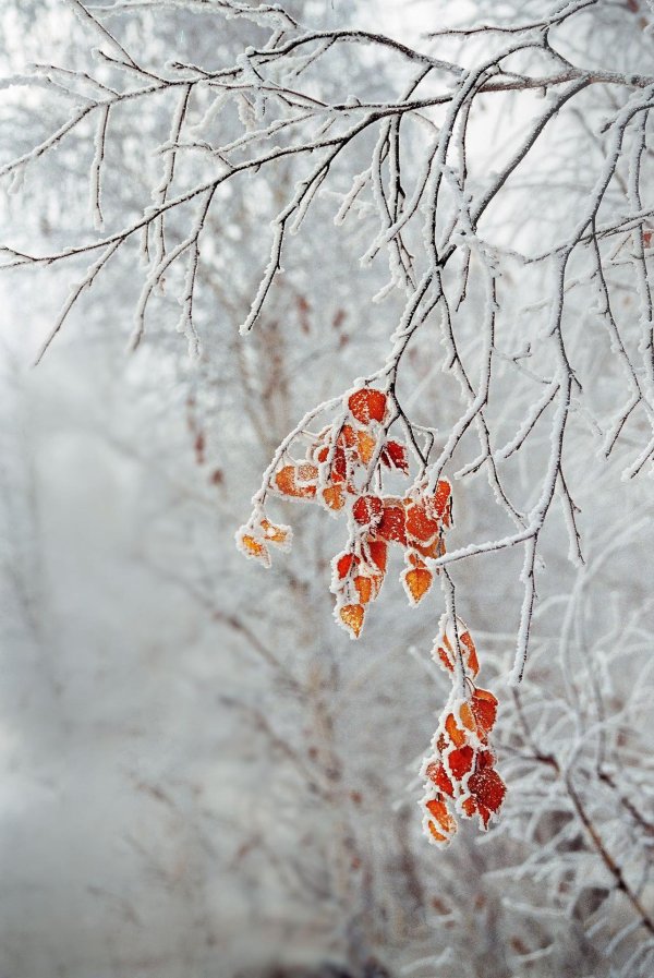 Завтра будет зима