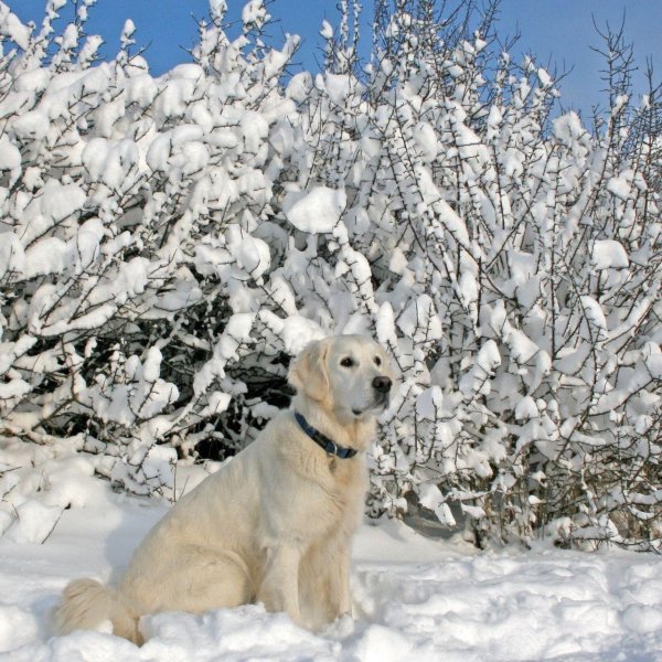 Зима и собаки