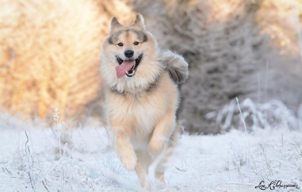 Зима и собаки