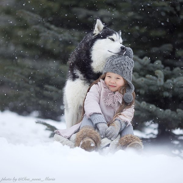 Зима и собаки