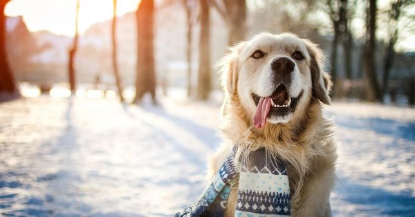 Зима и собаки