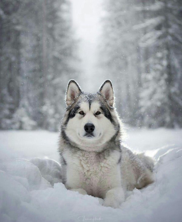 Зима и собаки