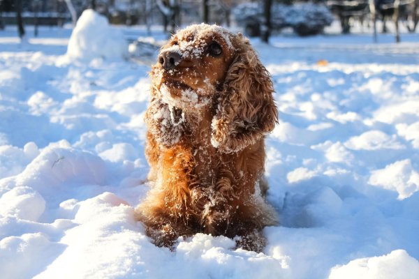 Зима и собаки