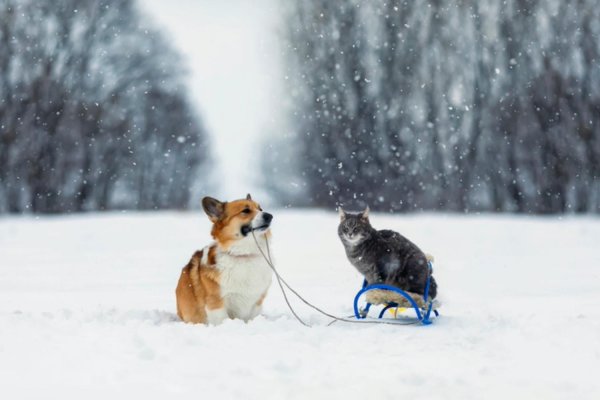 Зима и собаки