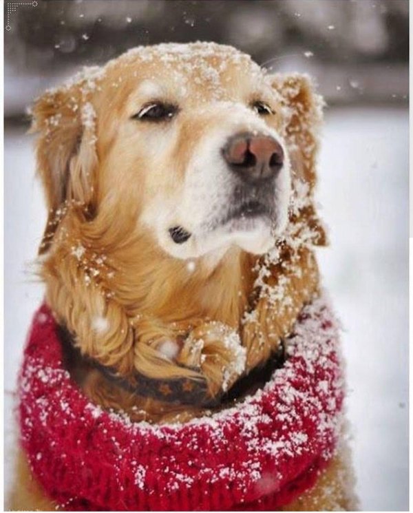 Зима и собаки