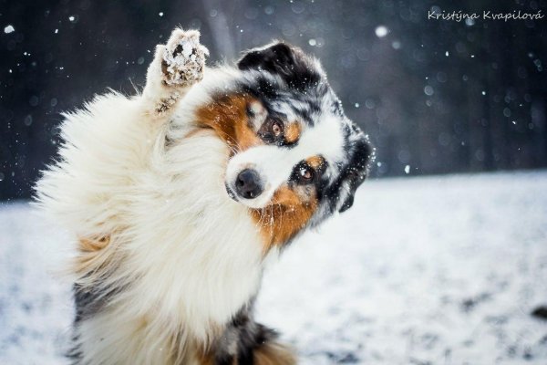 Зима и собаки