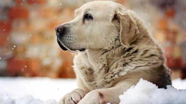 Зима и собаки