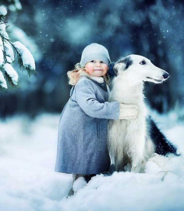 Зима и собаки