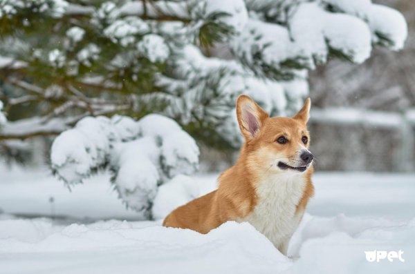Зима и собаки