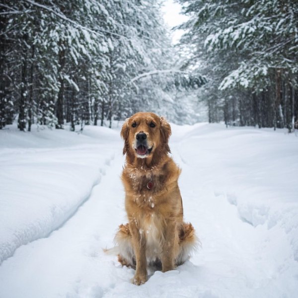 Зима и собаки
