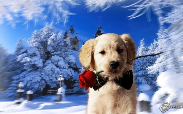 Зима и собаки