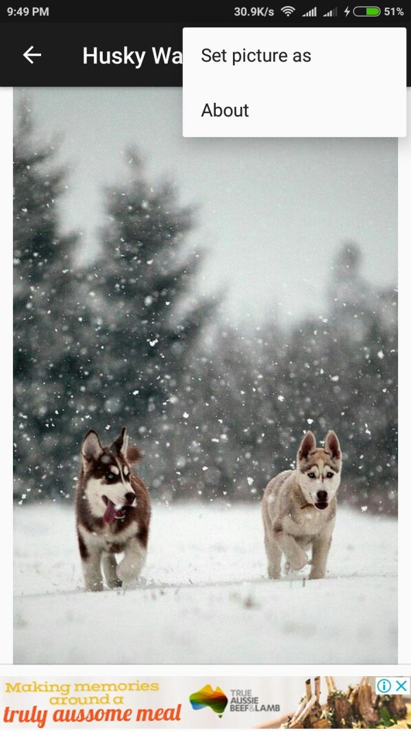 Зима и собаки