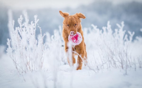 Зима и собаки