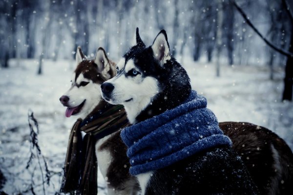 Зима и собаки