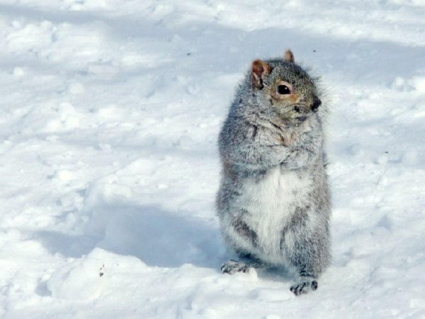 Зима с юмором