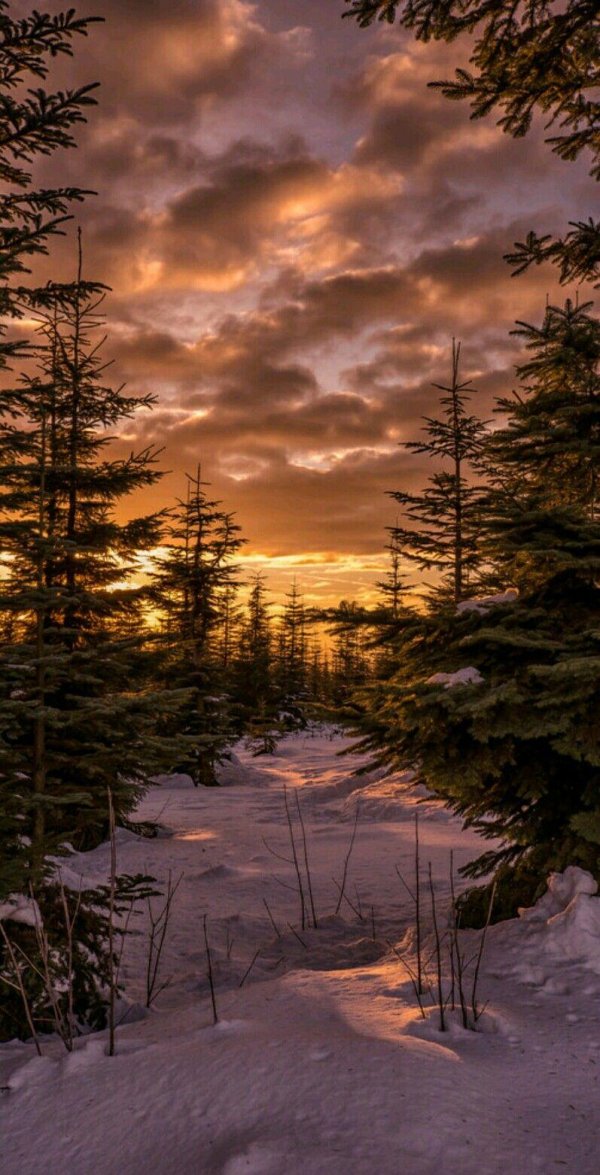 Зима вечер вертикальные