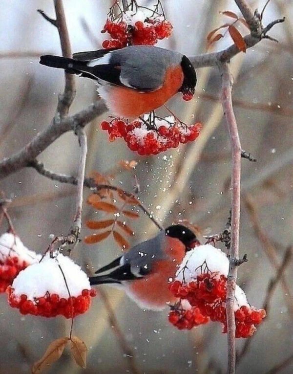 Зима рябина снегири