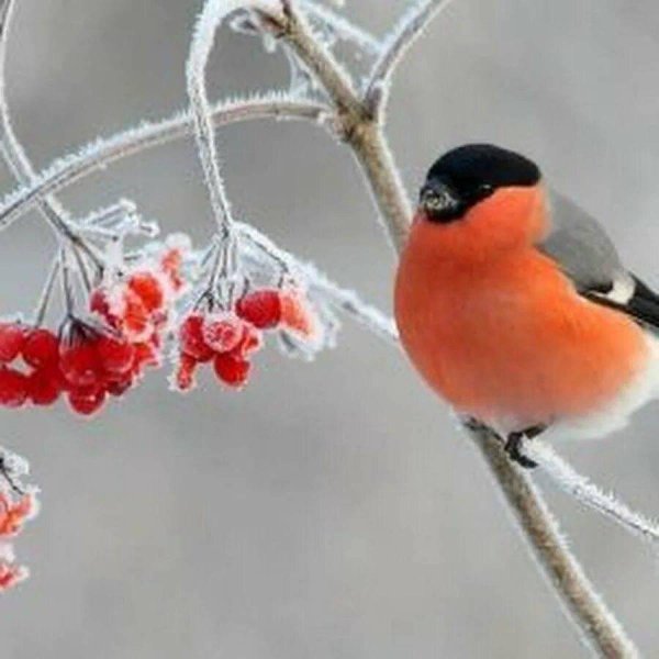 Зима рябина снегири