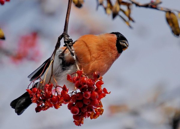 Зима рябина снегири