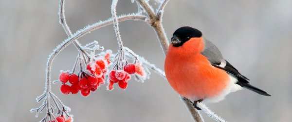 Зима рябина снегири