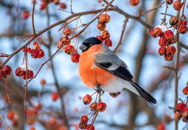 Зима рябина снегири