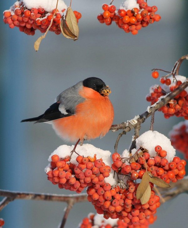 Зима рябина снегири