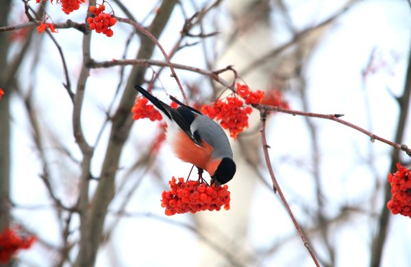Зима рябина снегири
