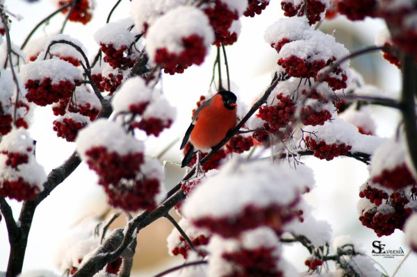 Зима рябина снегири