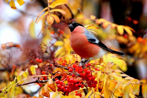 Зима рябина снегири